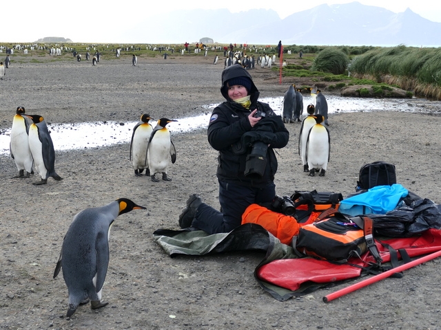 a woman smiles as curious king penguins approach her from all directions on Salisbury Plains South Georgia Island