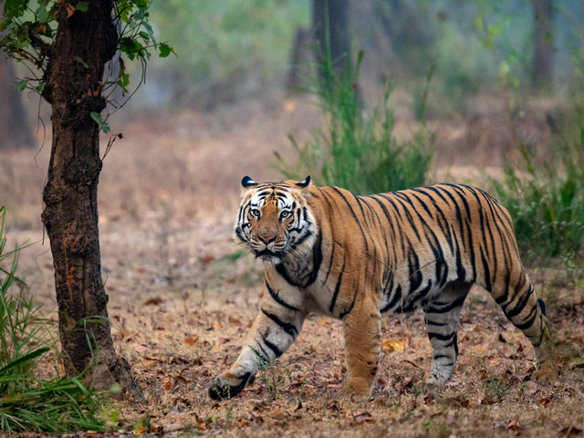 A tiger on the prowl through the forest, as seen on a luxury tiger safari in India's Pench Tiger Reserve
