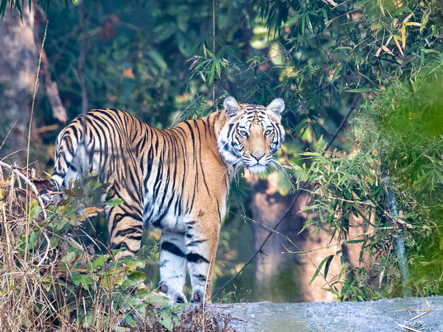 Tiger looking back at the camera during a luxury tiger safari in Banhavgarh National Park, India, one of the best places to see tigers