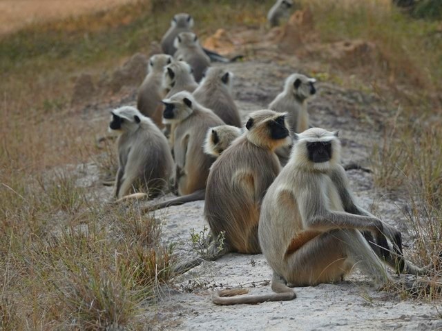 Troop of langur monkeys sitting in the grass, as seen during a luxury tiger safari in Kanha Tiger Reserve, India
