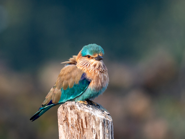 colorful bird sitting on fence bandhavgarh park india