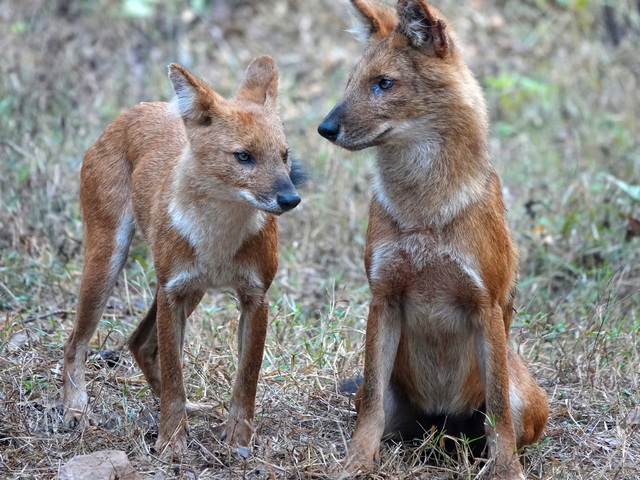Two dhole (Asiatic wild dogs) spotted during a luxury tiger safari inKanha National Park India