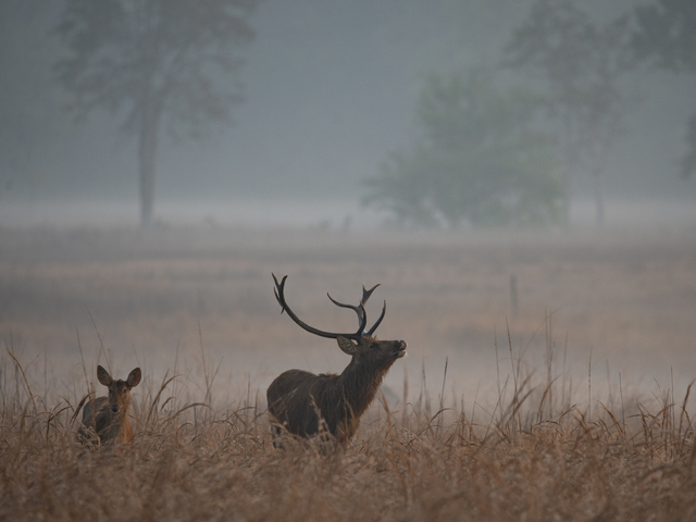 Barasingha swamp deer in the fog at Kanha National Park India