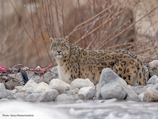 A snow leopard amidst rocks looking at the camera on a snow leopard tracking safari in northern India