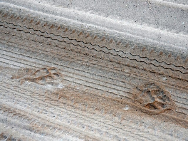 Tiger pug marks in the sand at Bandhavgarh Tiger Reserve India