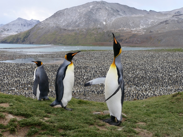 a trumpeting king penguin stretches its neck in the air from the hilltop overlooking the massive king penguin rookery at st andrews bay south georgia island