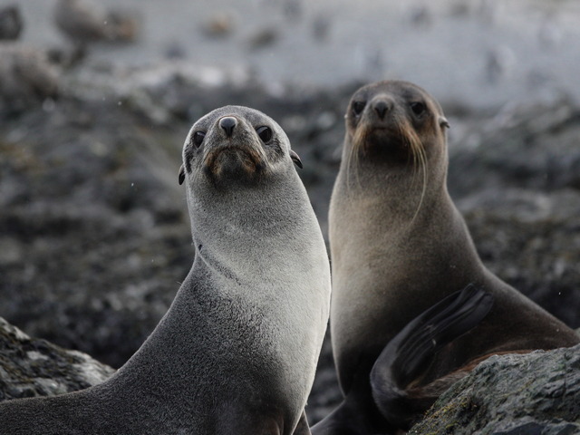 symmetrical image of two baby antarctic fur seals next to each other