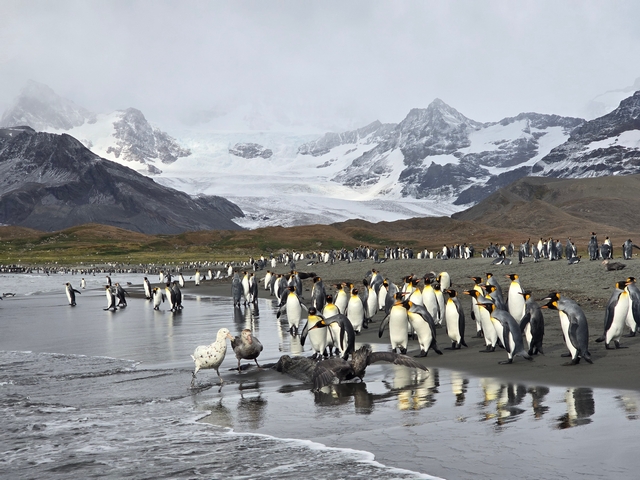 two southern giant petrels, one of which is a white morph, scavenge a king penguin carcass on the shores of st andrews bay south georgia island