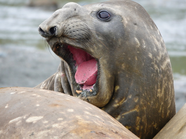 head shot of a yawning adolescent male elephant seal, with its proboscis just starting to protrude