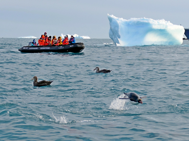antarctic cruise ship passengers cruise south georgia island's icy waters in a Zodiac, with petrels and a jumping penguin