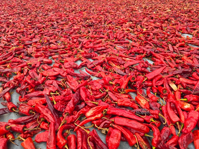 Hundreds of red chiles drying on a rooftop in the Paro Valley of Bhutan.