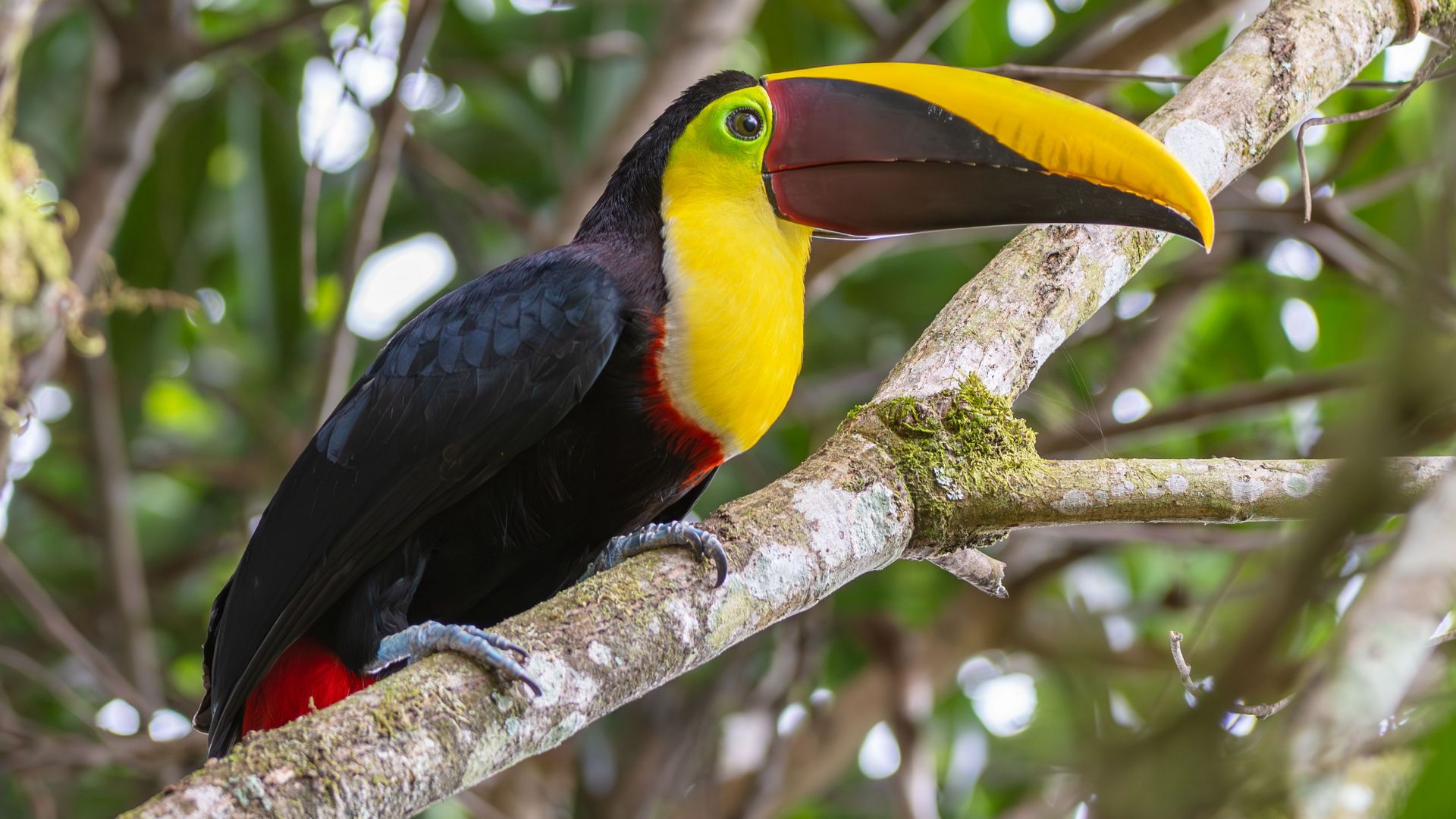 Swainson’s toucan perched on a tree branch in Costa Rica’s Osa Peninsula, showcasing its colorful bill in a tropical rainforest habitat.