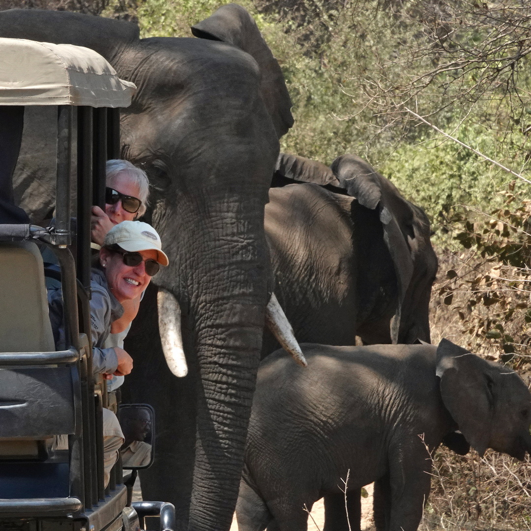 Safari vehicle paused on a game drive in Zambia's South Luangwa as three elephants, including a large bull and a young calf, block the track ahead.
